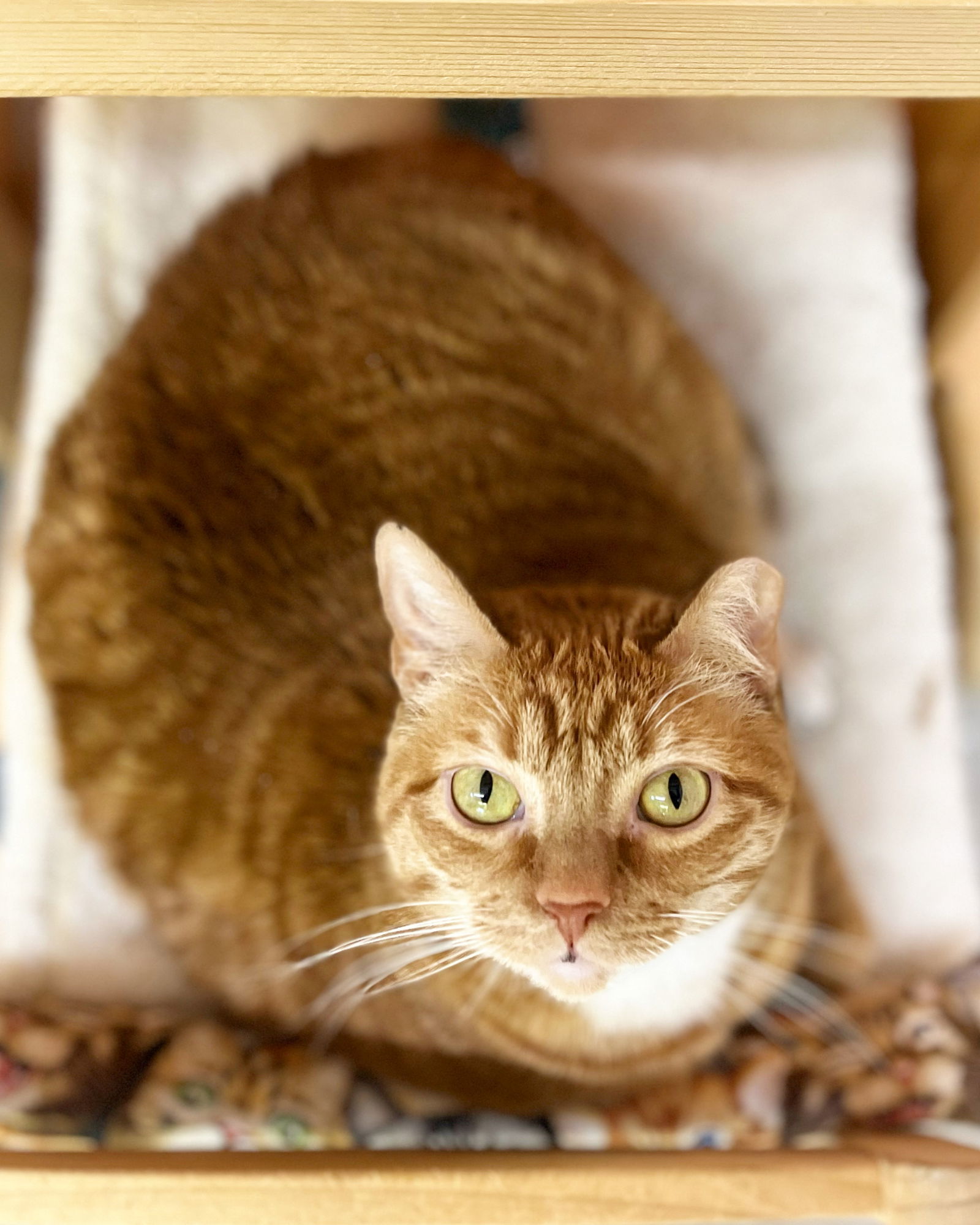 Mackenzie, an adoptable Domestic Short Hair in Aurora, CO, 80012 | Photo Image 1