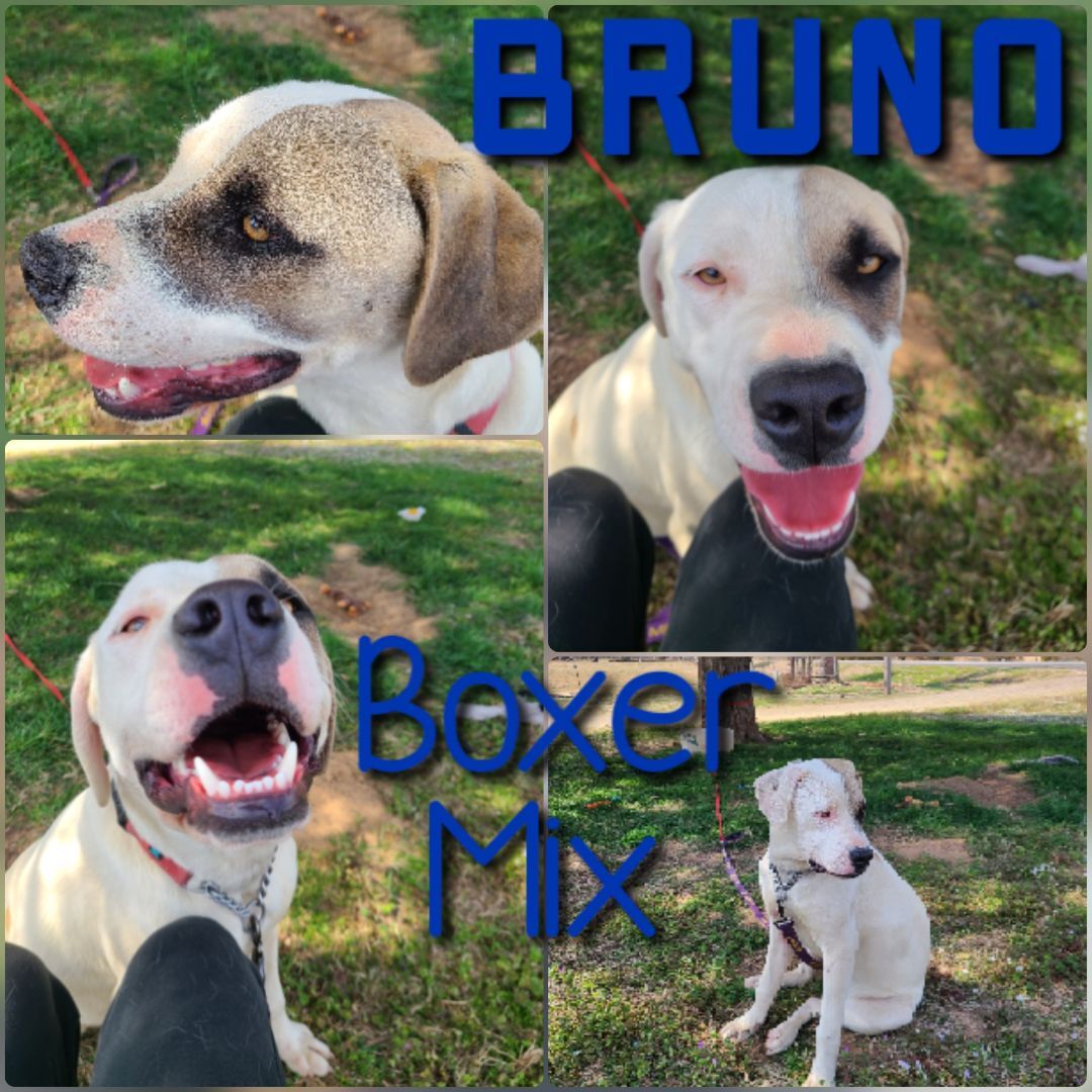 Bruno, an adoptable Boxer, Mixed Breed in Ashdown, AR, 71822 | Photo Image 1