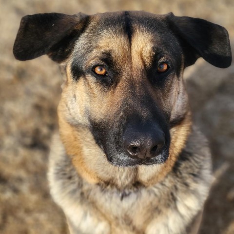 Dante, an adoptable German Shepherd Dog in Carroll, IA, 51401 | Photo Image 1