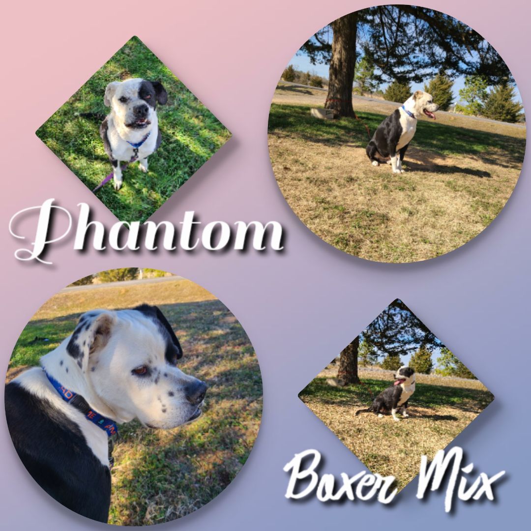 Phantom, an adoptable Boxer, Mixed Breed in Ashdown, AR, 71822 | Photo Image 1