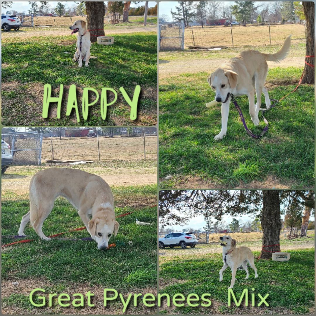 Happy, an adoptable Great Pyrenees, Husky in Ashdown, AR, 71822 | Photo Image 1