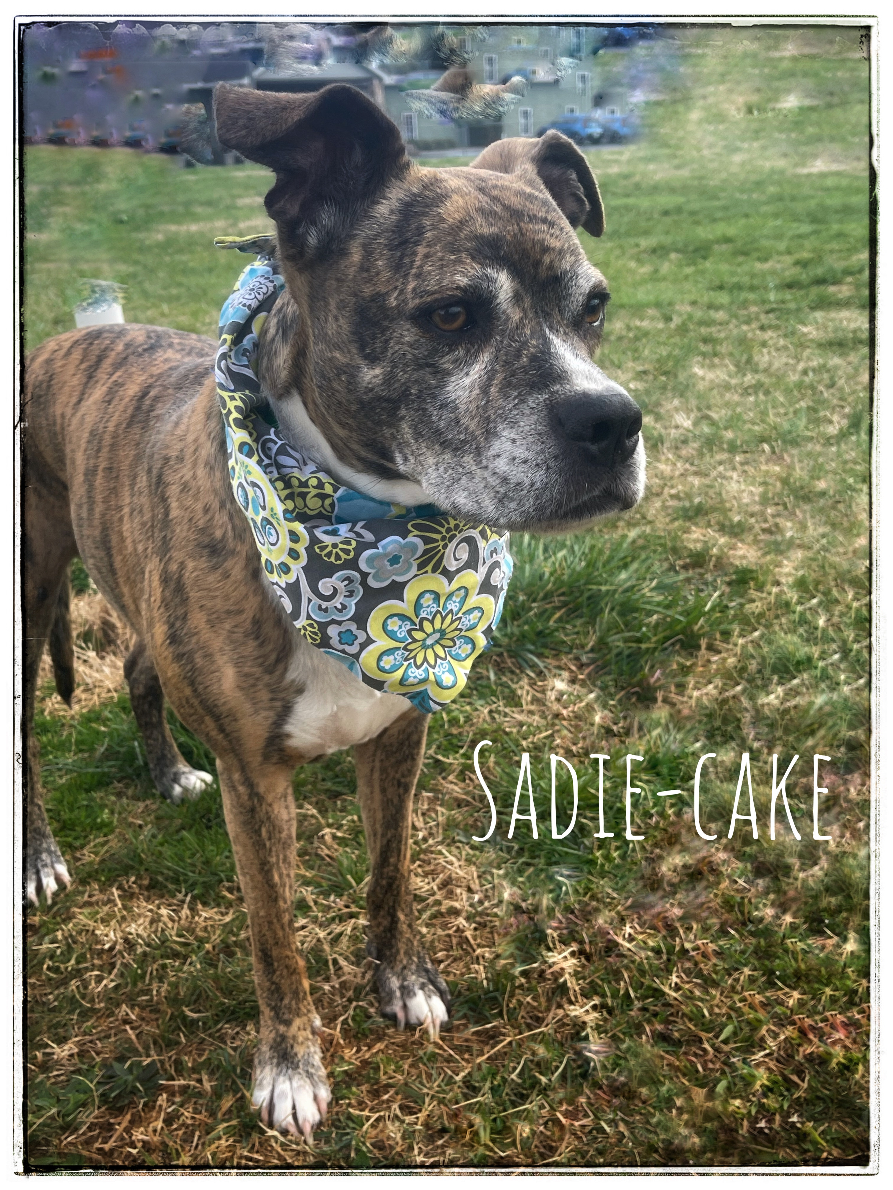 Sadie-cake