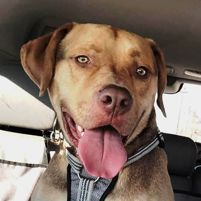 Jackson, an adoptable Labrador Retriever & Boxer Mix in Oklahoma City, OK_image-1