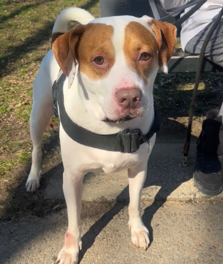 Brittany spaniel store pitbull mix puppy