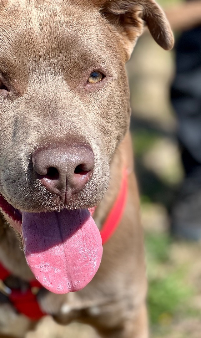 Jacob, an adoptable Pit Bull Terrier & Labrador Retriever Mix in Uvalde, TX_image-5