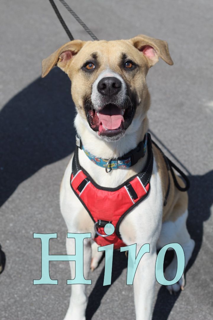 Hiro