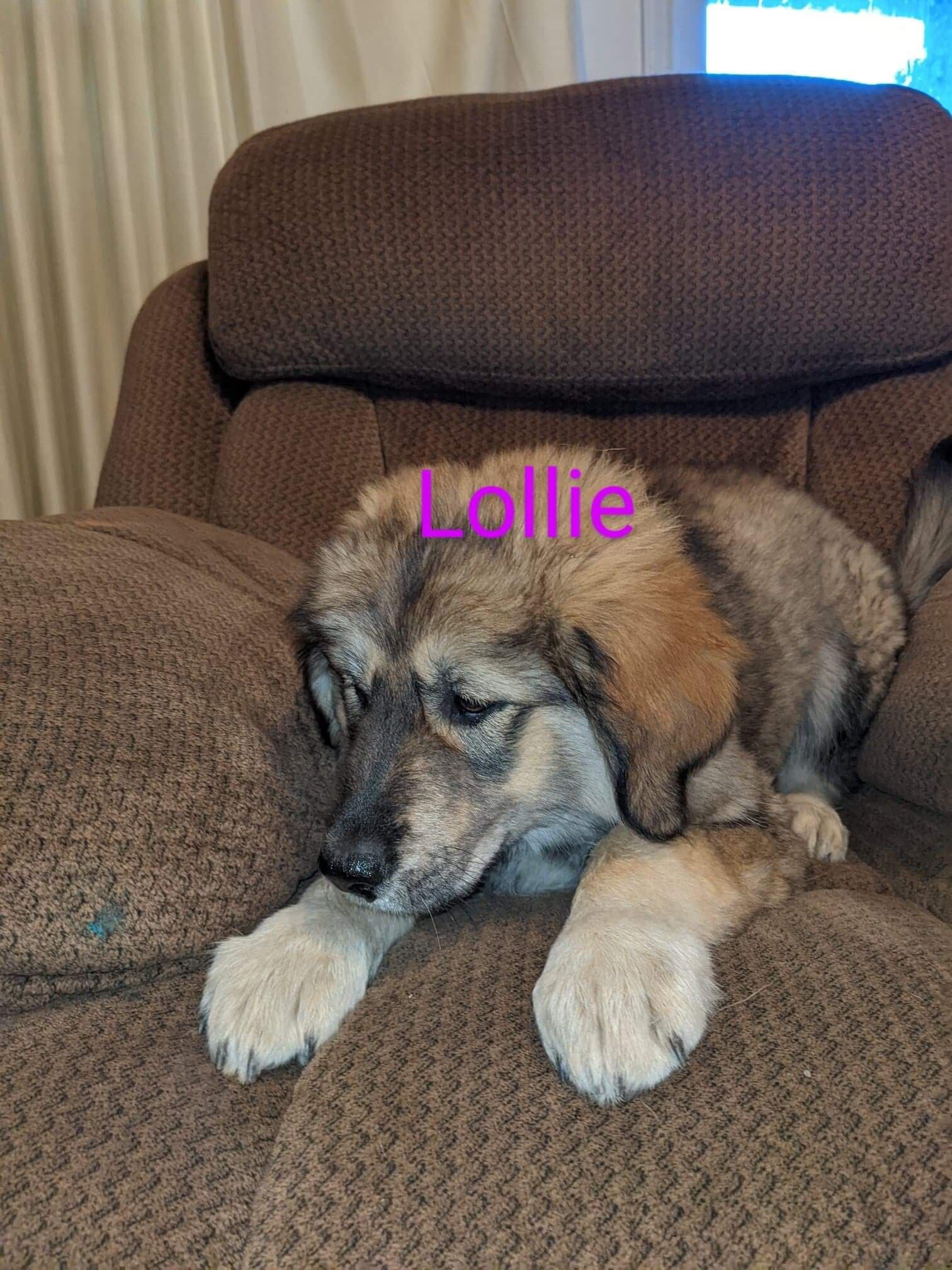 Lollie