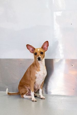 Meet our little Queen Wanda Possible Chi Rat Terrier Mix This young lady came