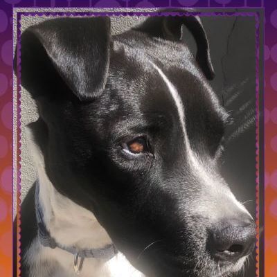 Paco, an adoptable Staffordshire Bull Terrier & Labrador Retriever Mix in Carlsbad, CA_image-3