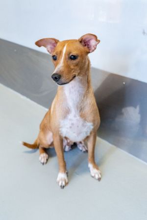 Meet our cute young lady Cosmo Possible Dachsund Chi Jack Russell mix This ba