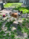 Available - Big East Akita Rescue