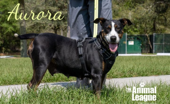 Aurora, an adoptable Bernese Mountain Dog & Hound Mix in Clermont, FL_image-1