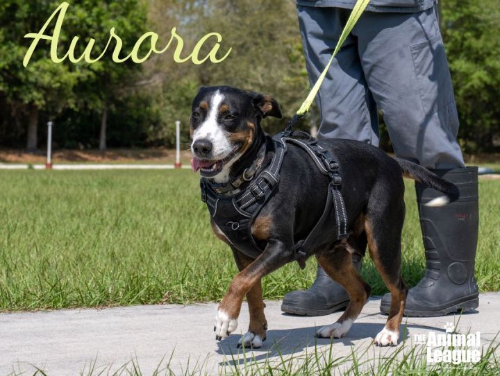 Aurora, an adoptable Bernese Mountain Dog & Hound Mix in Clermont, FL_image-2