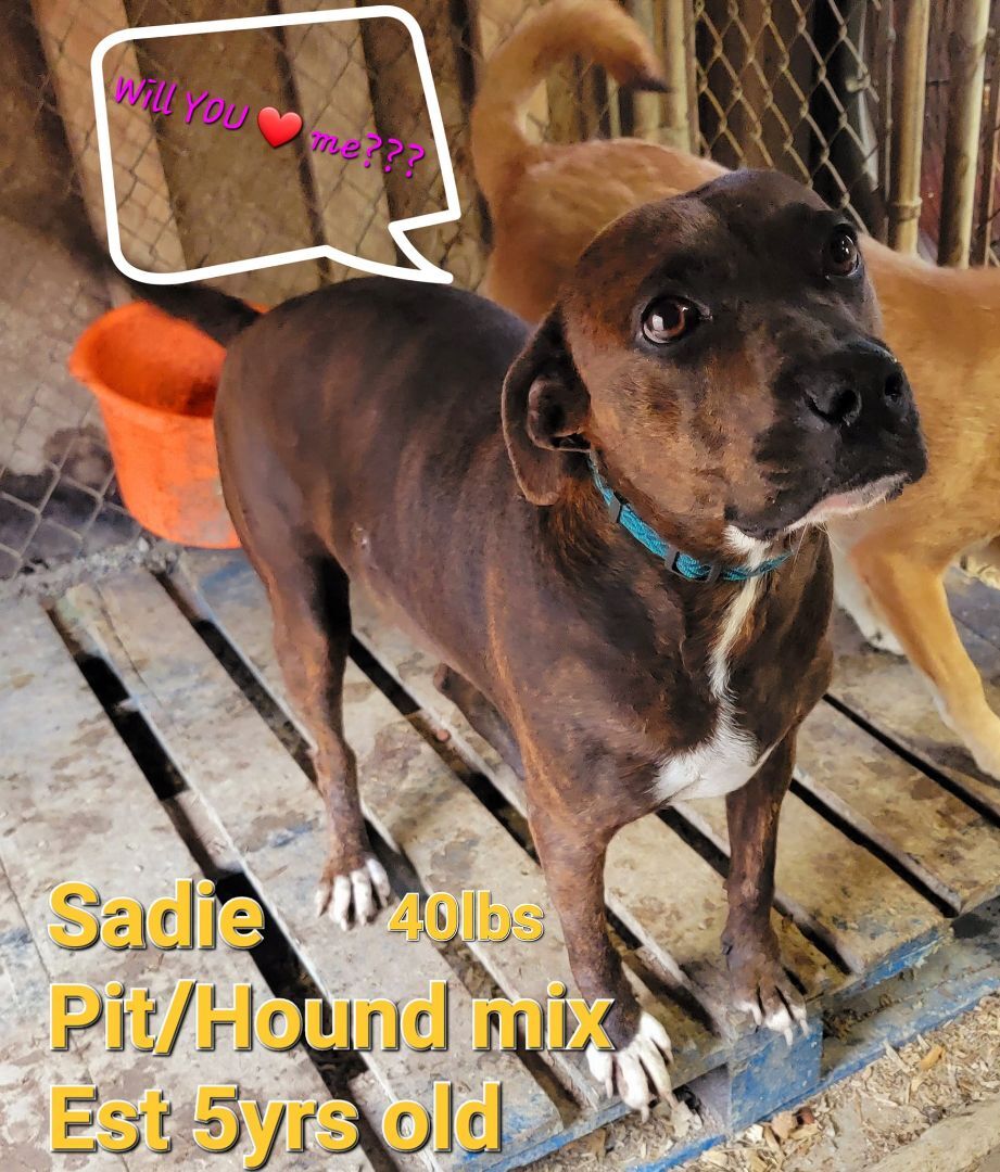 Sadie, an adoptable Hound, Beagle in Lonsdale, AR, 72087 | Photo Image 2