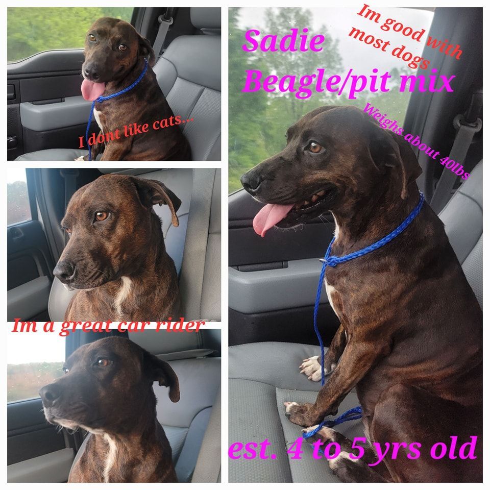 Sadie, an adoptable Hound, Beagle in Lonsdale, AR, 72087 | Photo Image 3