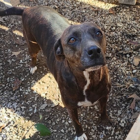 Sadie, an adoptable Hound, Beagle in Lonsdale, AR, 72087 | Photo Image 1