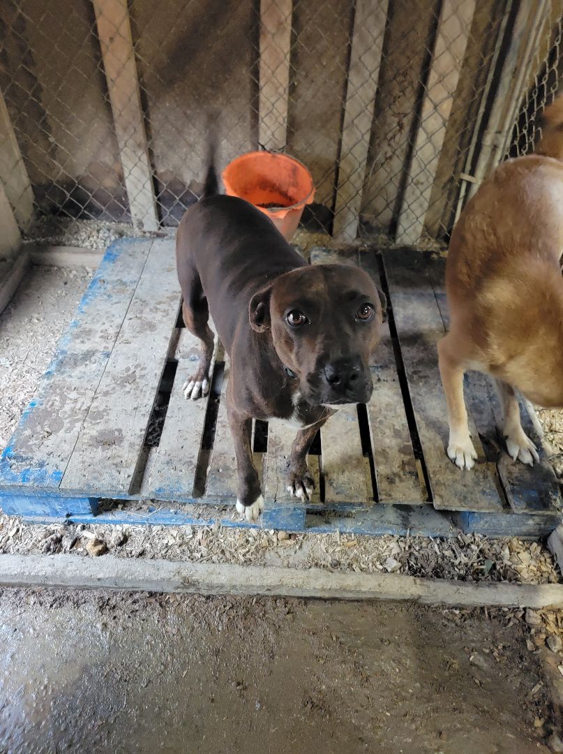 Sadie, an adoptable Hound, Beagle in Lonsdale, AR, 72087 | Photo Image 4