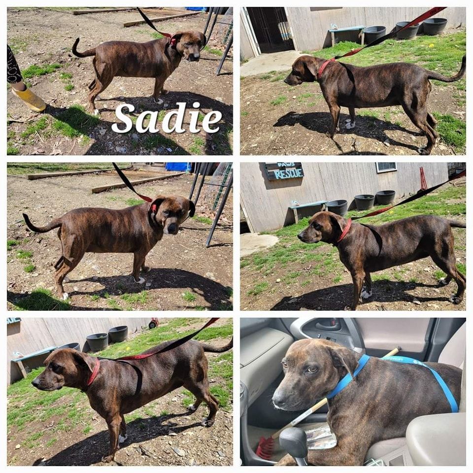 Sadie, an adoptable Hound, Beagle in Lonsdale, AR, 72087 | Photo Image 5