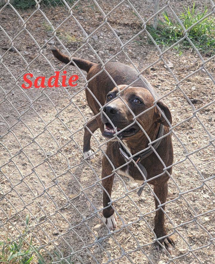 Sadie, an adoptable Hound, Beagle in Lonsdale, AR, 72087 | Photo Image 6