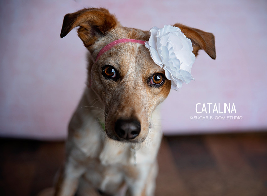 Catalina, an adoptable Australian Cattle Dog / Blue Heeler in Littleton, CO, 80126 | Photo Image 1
