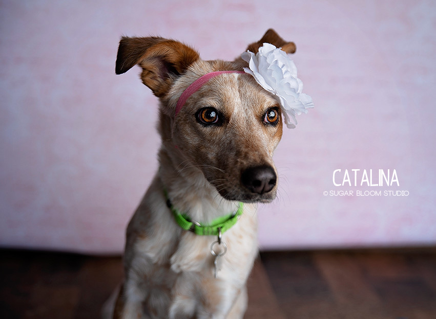 Catalina, an adoptable Australian Cattle Dog / Blue Heeler in Littleton, CO, 80126 | Photo Image 2