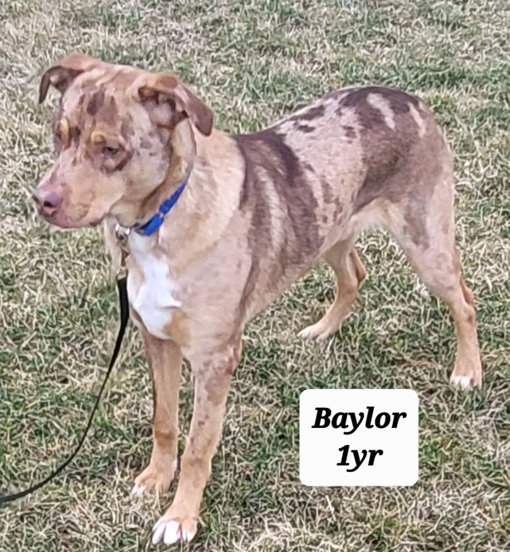 Baylor