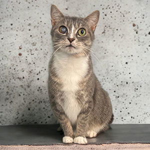 Tula, an adoptable Tabby, Domestic Short Hair in Garner, NC, 27529 | Photo Image 1