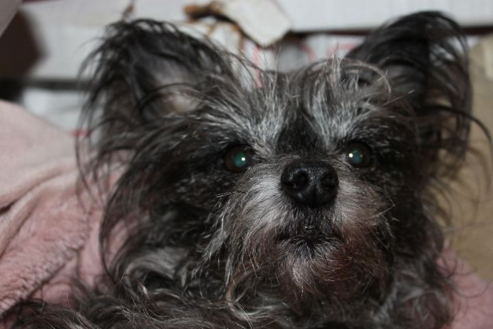 Chinese crested yorkshire store terrier