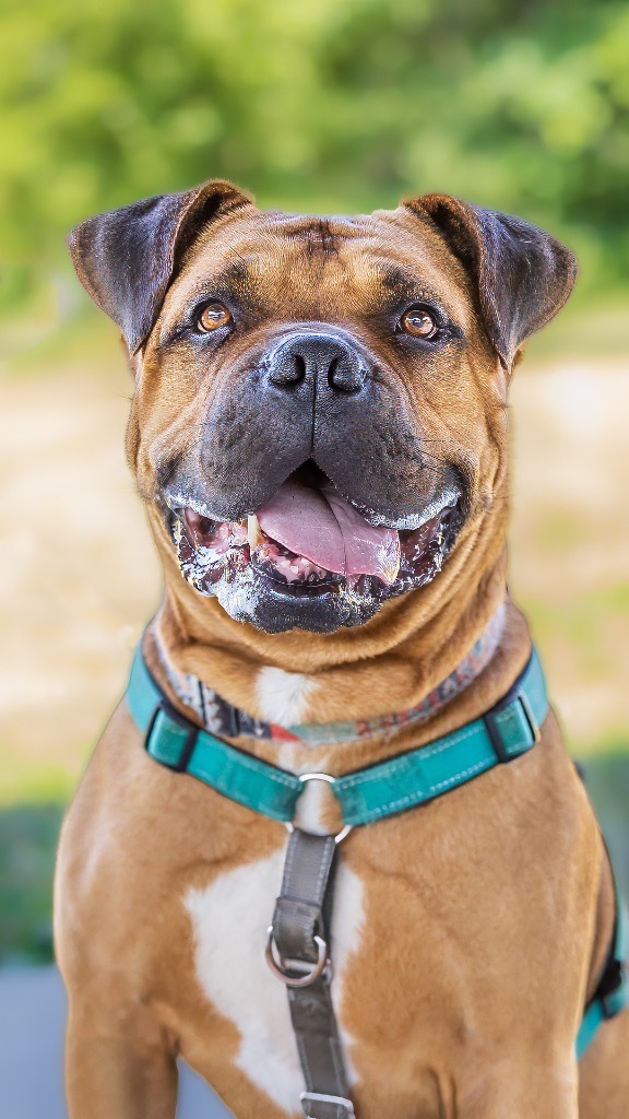 Method Man, an adoptable Bullmastiff, Rottweiler in Ewing, NJ, 08628 | Photo Image 1