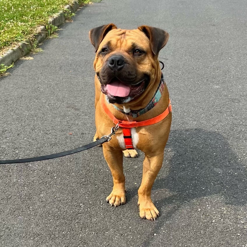 Method Man, an adoptable Bullmastiff, Rottweiler in Ewing, NJ, 08628 | Photo Image 2