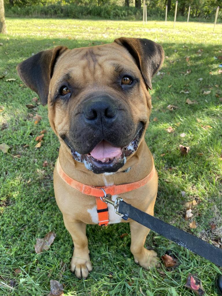 Method Man, an adoptable Bullmastiff, Rottweiler in Ewing, NJ, 08628 | Photo Image 3