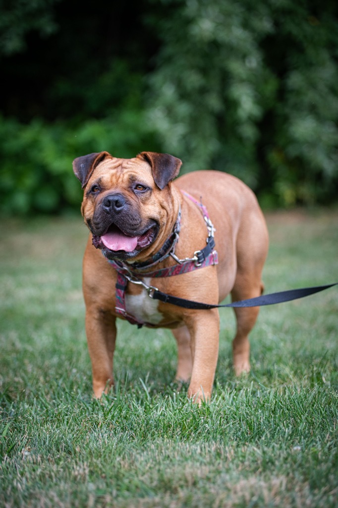 Method Man, an adoptable Bullmastiff, Rottweiler in Ewing, NJ, 08628 | Photo Image 4