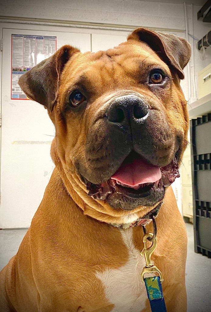 Dog for adoption - Method Man, a Bullmastiff & Rottweiler Mix in Ewing, NJ  | Petfinder