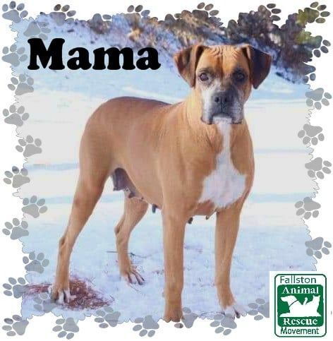 Dog for adoption - Mama, a Boxer in Fallston, MD | Petfinder
