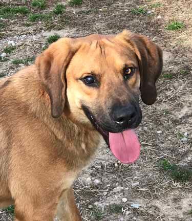 Maverick - Sponsored, an adoptable Bloodhound, Mixed Breed in White Plains, KY, 42464 | Photo Image 2