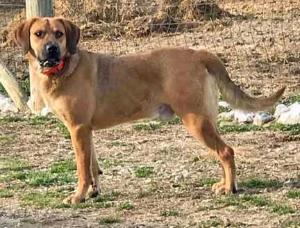 Maverick - Sponsored, an adoptable Bloodhound, Mixed Breed in White Plains, KY, 42464 | Photo Image 1