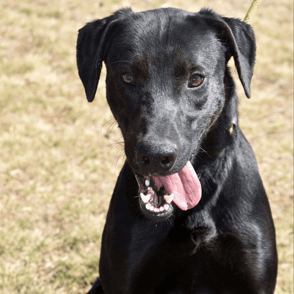 Zepplin, an adoptable Labrador Retriever in Brownwood, TX, 76801 | Photo Image 1
