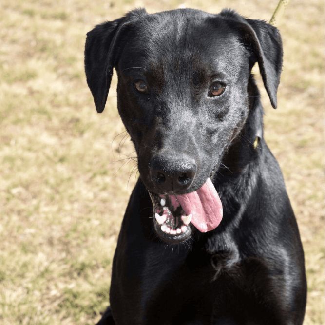 Dog for adoption Zepplin, a Labrador Retriever Mix in Brownwood, TX Petfinder