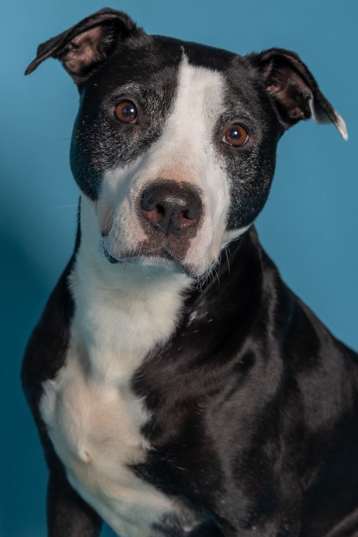 Dolly, an adoptable Pit Bull Terrier in Tyler, TX, 75713 | Photo Image 2