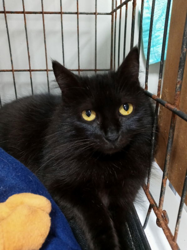 Noir, an adoptable Domestic Long Hair in Naples, FL, 34116 | Photo Image 1