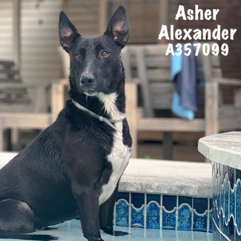 ASHER ALEXANDER