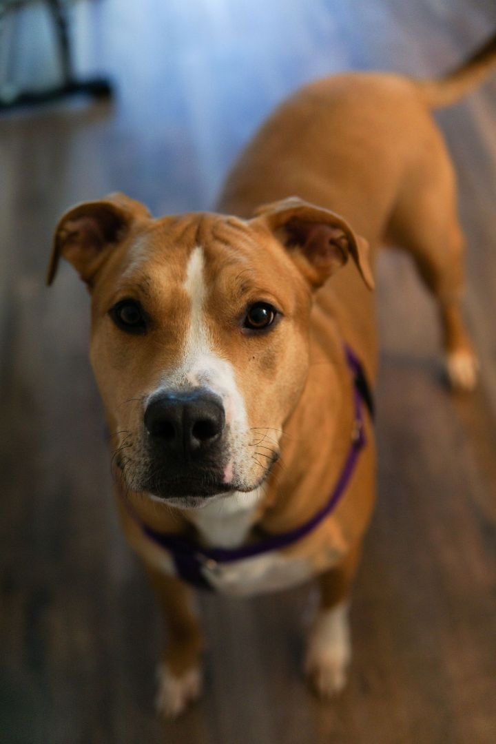 Crush, an adoptable Pit Bull Terrier in Durham, NC, 27703 | Photo Image 1