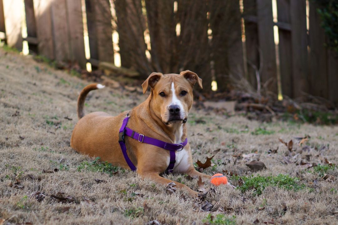 Crush, an adoptable Pit Bull Terrier in Durham, NC, 27703 | Photo Image 2