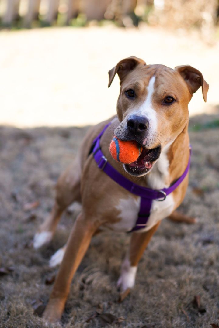 Crush, an adoptable Pit Bull Terrier in Durham, NC, 27703 | Photo Image 3