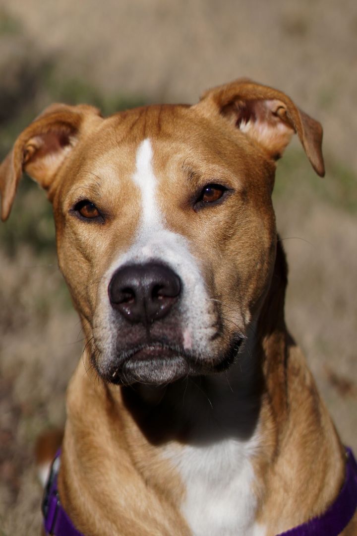 Crush, an adoptable Pit Bull Terrier in Durham, NC, 27703 | Photo Image 4