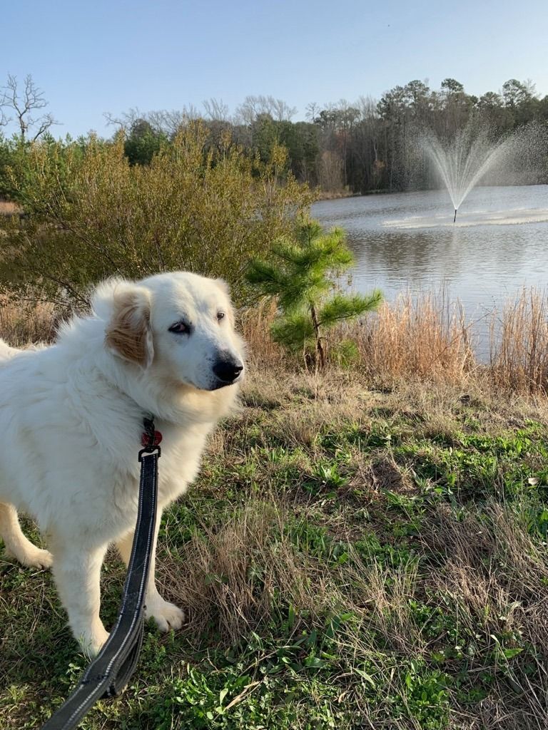 Betty White, an adoptable Great Pyrenees in Tyler, TX, 75713 | Photo Image 2
