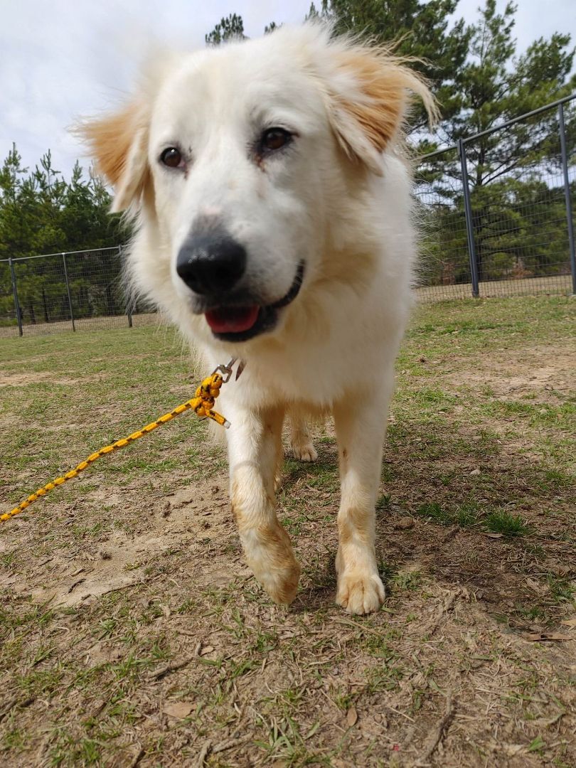 Betty White, an adoptable Great Pyrenees in Tyler, TX, 75713 | Photo Image 3