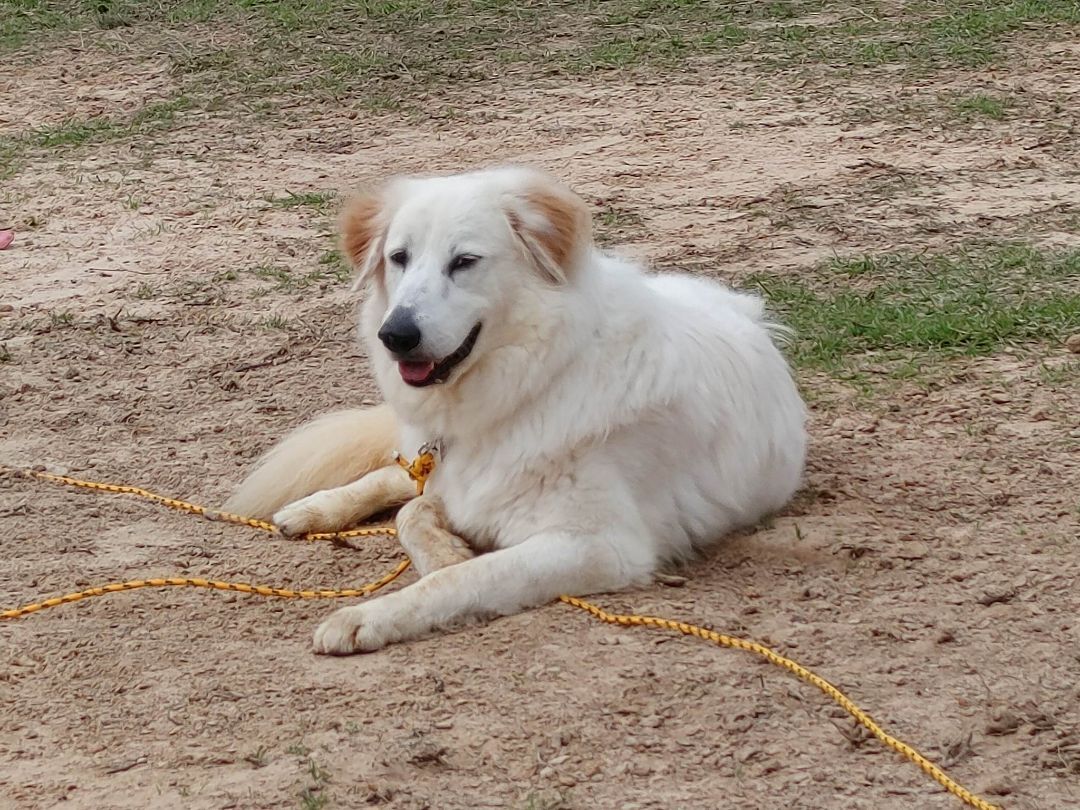 Betty White, an adoptable Great Pyrenees in Tyler, TX, 75713 | Photo Image 4