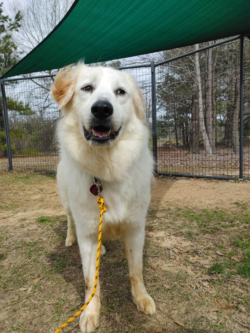 Betty White, an adoptable Great Pyrenees in Tyler, TX, 75713 | Photo Image 5