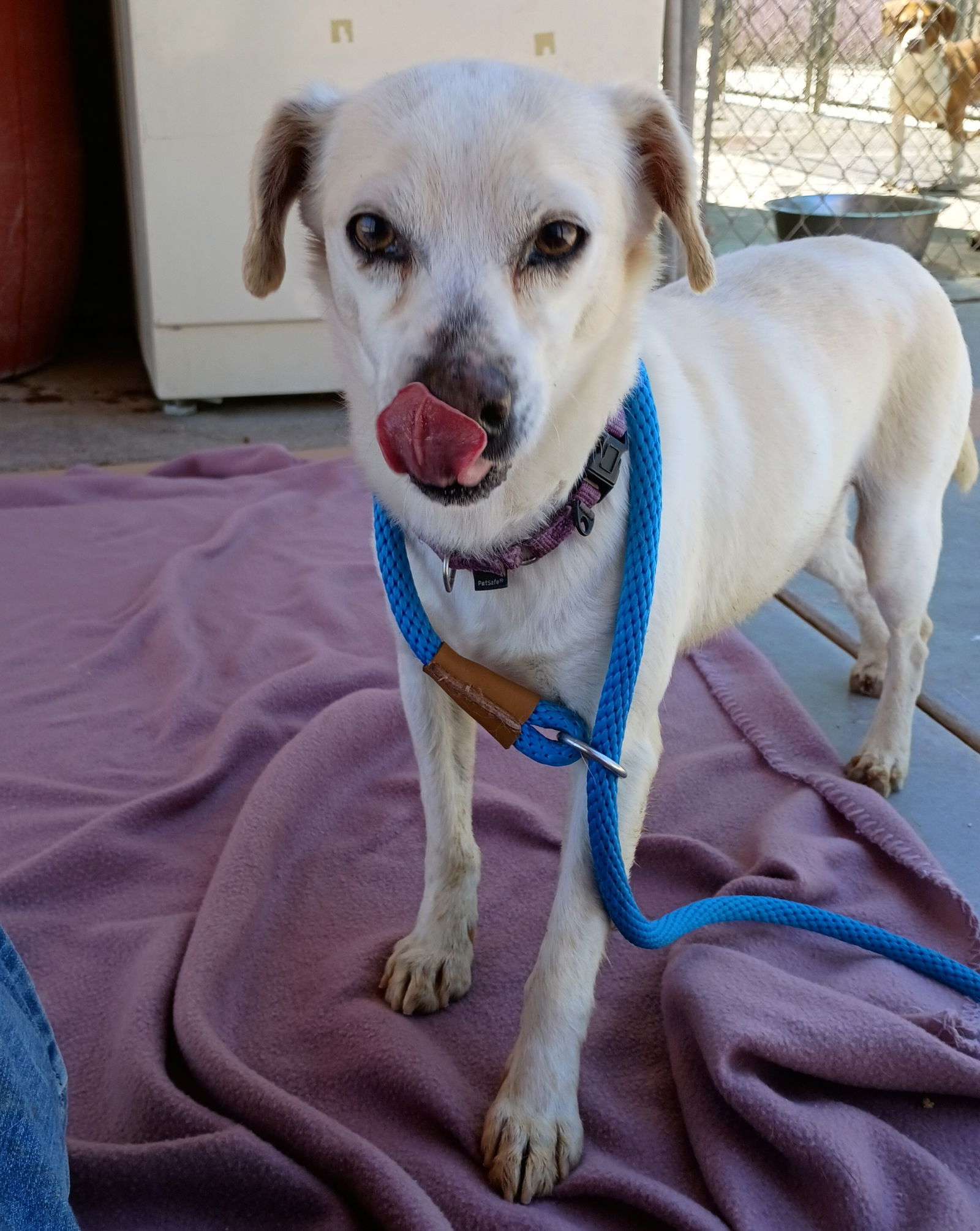 Gandalf -, an adoptable Beagle, Chihuahua in Apple Valley, CA, 92307 | Photo Image 1